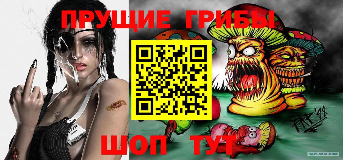 Галлюциногенные грибы Psilocybe Свободный